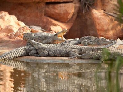 Parc de Crocodiles et Jardins Botaniques : Attraction Unique et Éducative