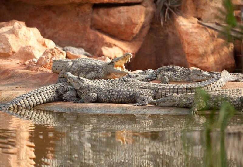 Parc de Crocodiles et Jardins Botaniques : Attraction Unique et Éducative