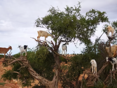 Chèvres dans les Arganiers